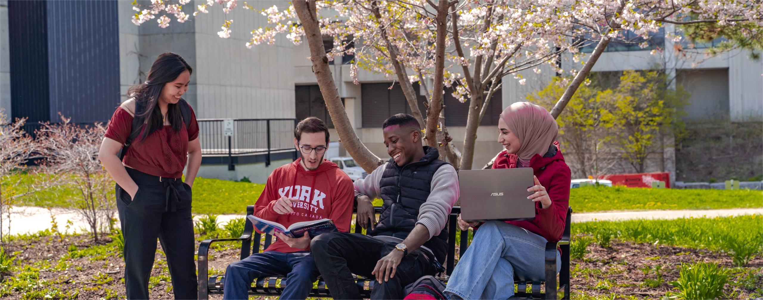 York University